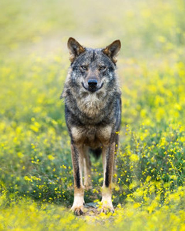 Iberian Wolf