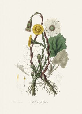 Coltsfoot (tussilago Farfara)  Medical Botany