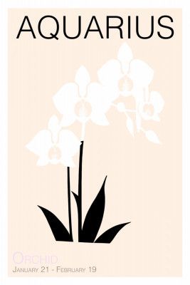 Aquarius Delicate Orchids