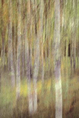 Birch in springlight