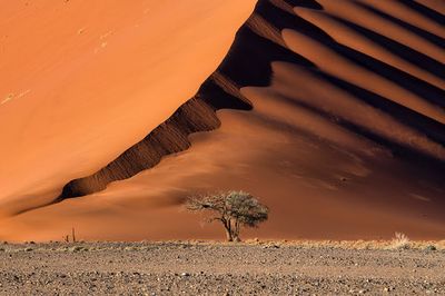 The dune and the tree