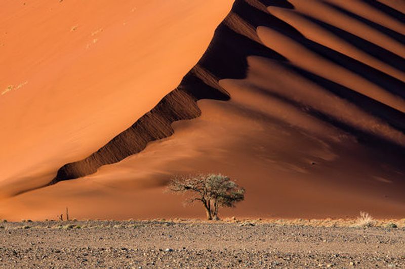 The dune and the tree