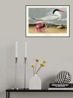 Cayenne Tern From Birds of America (1827)