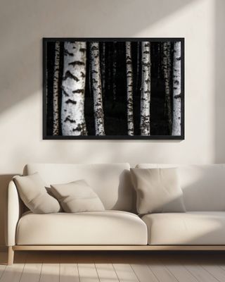 Birch Trees 8