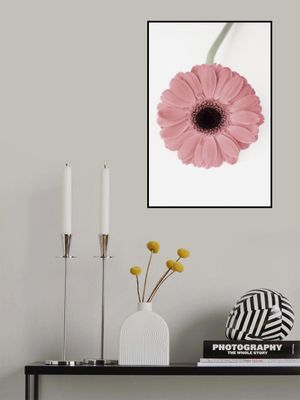 Pink Gerbera II