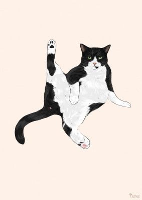 Cat In A Funny Pose