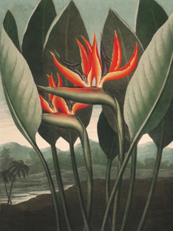 The Queen–Plant from The Temple of Flora (1807)