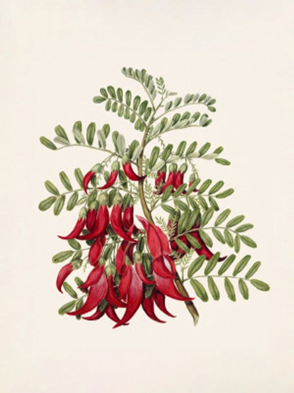 Kowhai   Clianthus Puniceus Drawn By Sarah Featon (1848–1927)