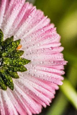 Dewy Petal Close-up