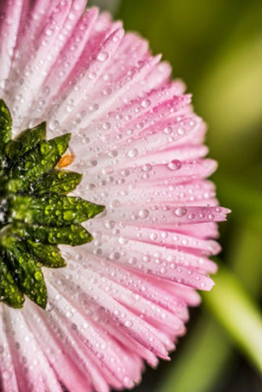 Dewy Petal Close-up