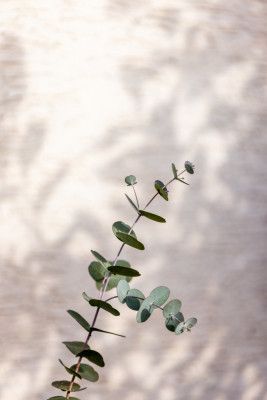 Eucalyptus Branch Shadow