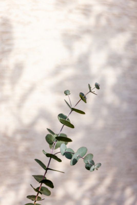 Eucalyptus Branch Shadow