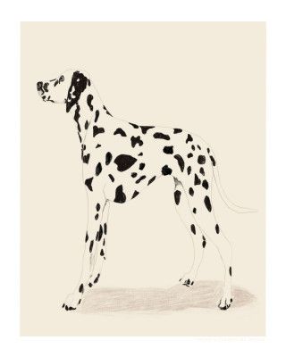 Pandc Dalmation