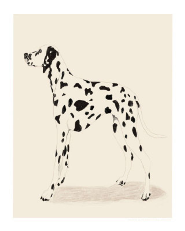 Pandc Dalmation