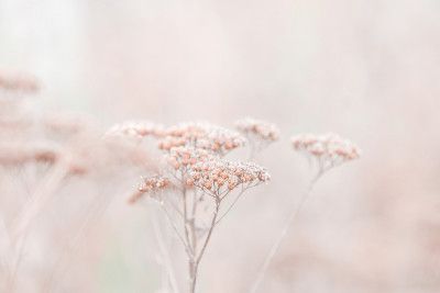 Wildflowers Soft Beige