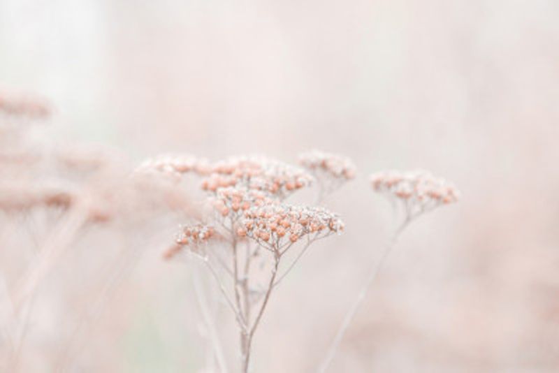 Wildflowers Soft Beige