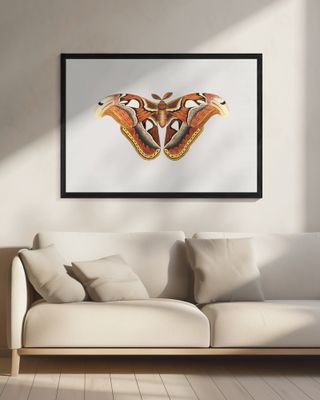 Atlas Moth
