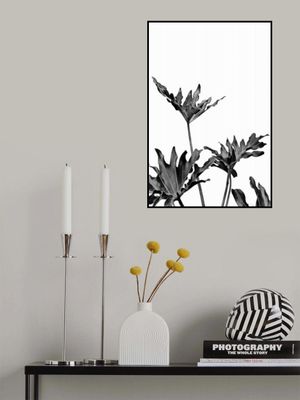 Monstera Black and White 08