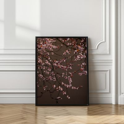 Soft Glowing Blossoms