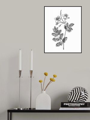 Greater Celandine (Chelidonium majus)