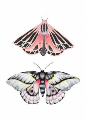 Watercolor moths illustration