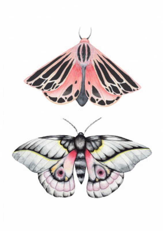 Watercolor moths illustration