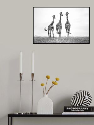 Giraffes in the  Mara plains