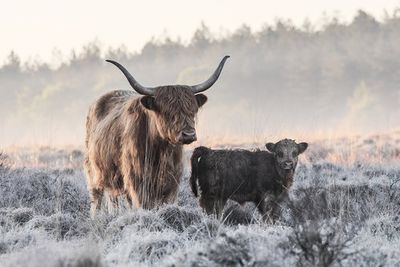 Highlander and Calf