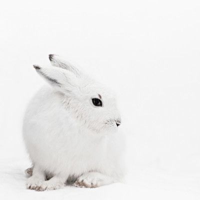 Snowy Hare Serenity