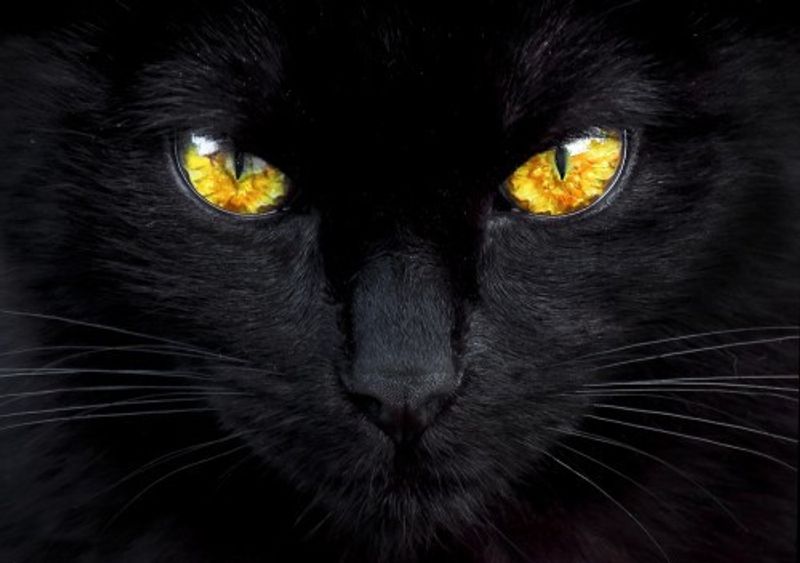 The hypnotist of the night