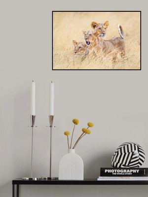 Kittens of the grasslands