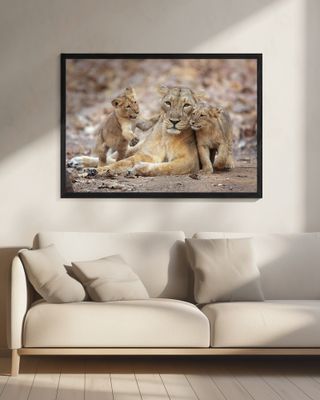 Asiatic lioness
