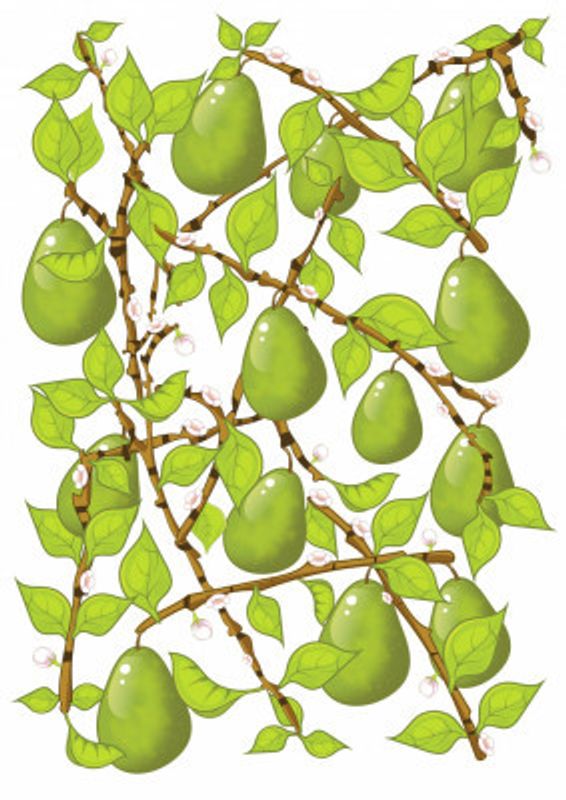 Vibrant Depiction Of A Pear Tree