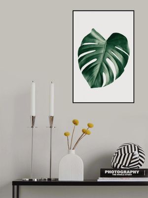 Monstera Natural 23