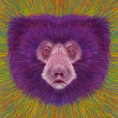 Animal Face   Sloth Bear