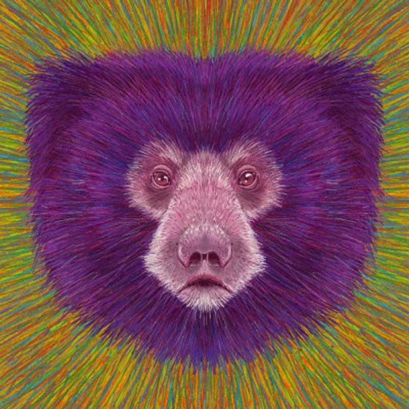 Animal Face   Sloth Bear