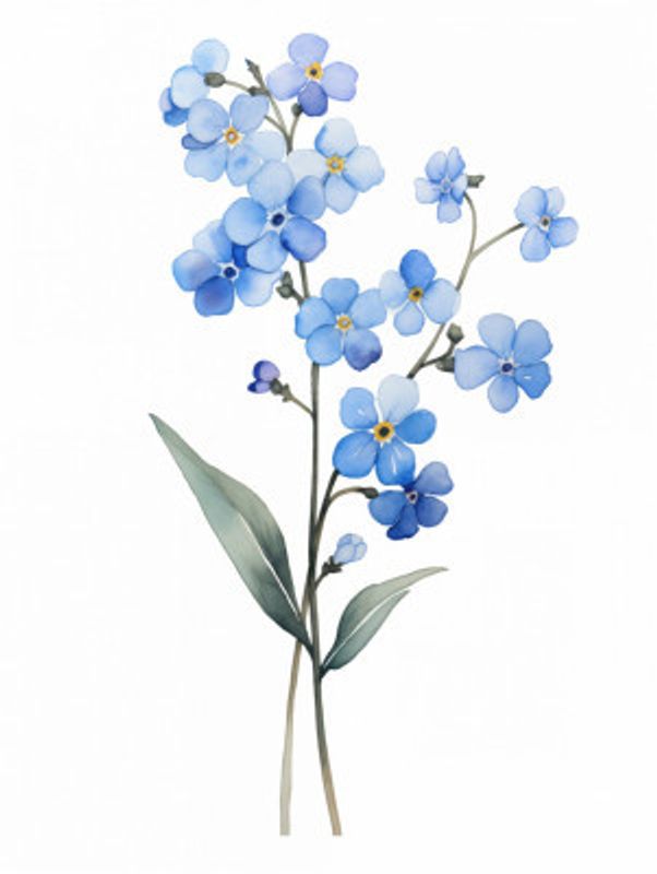 Forget Me Not Flower 2