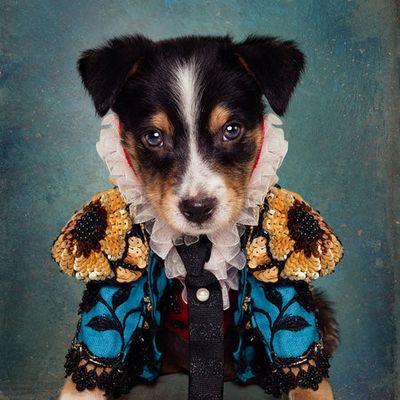 Shelter Pets Project - Loki