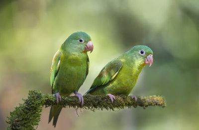 Pair o' Parakeets
