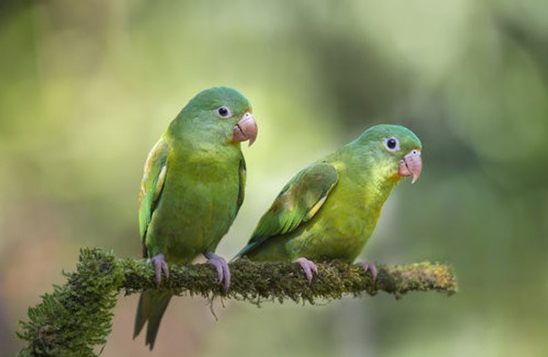 Pair o' Parakeets