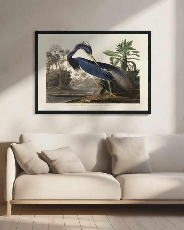 Louisiana Heron From Birds of America (1827)