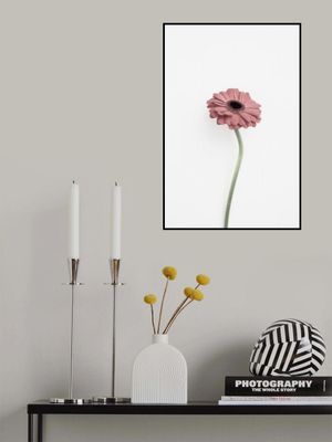 Pink Gerbera