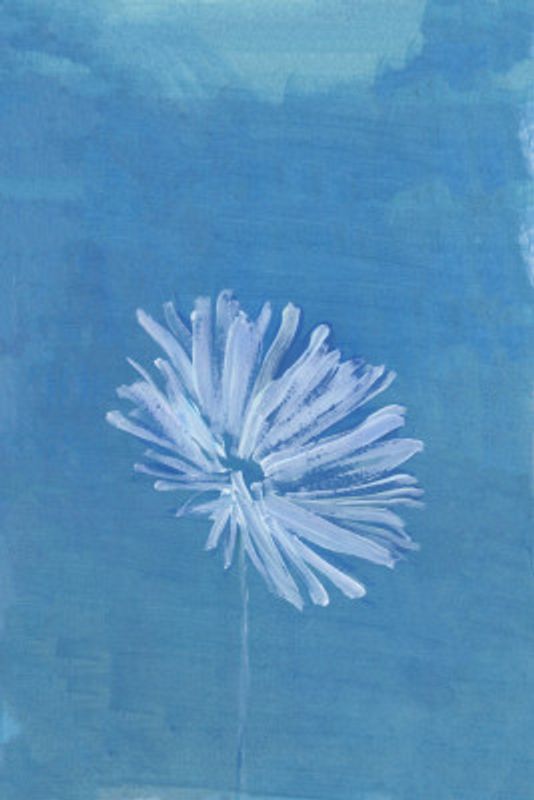 White Flower On Blue Background