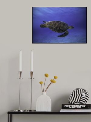 Green turtle in the blue