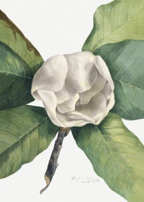Southern Magnolia (1918)