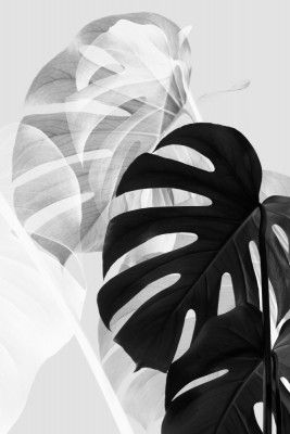 Monstera Black and White