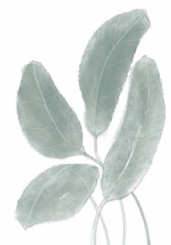 Leaves Watercolor 02