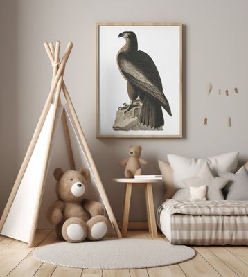 Great American Sea Eagle From Birds of America (1827)