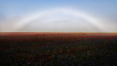 Fogbow