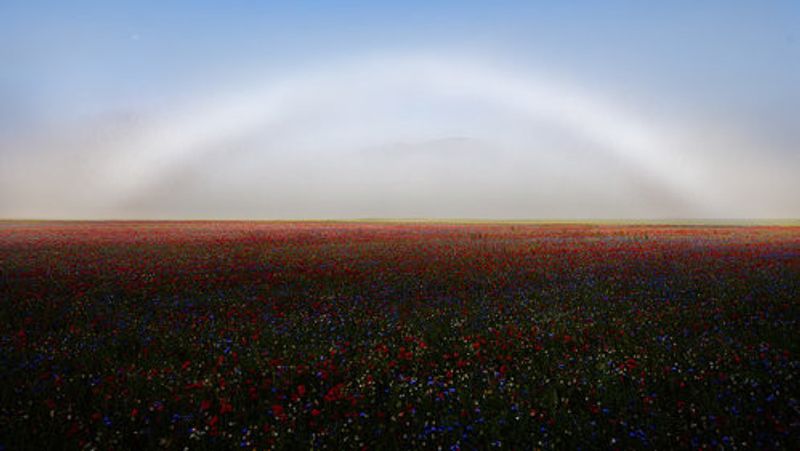 Fogbow